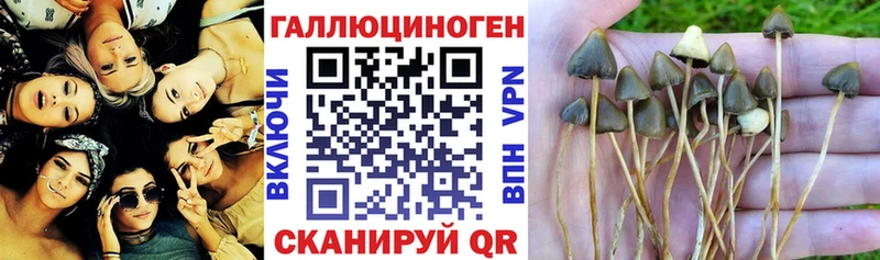 закладки  Балтийск  Галлюциногенные грибы Magic Shrooms 